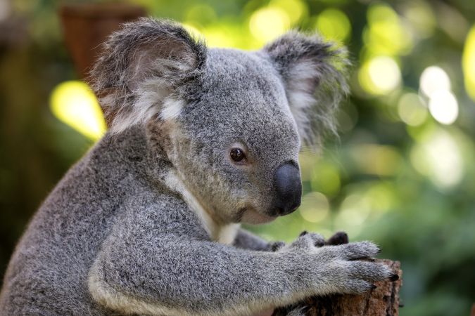 Koala © Diamir