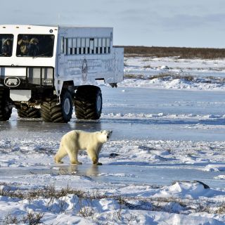 Eisbär vor einemr Tundra Buggy