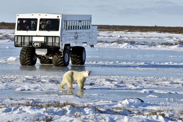 Eisbär vor einem Tundra Buggy