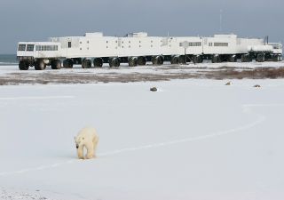 Eisbär vor der Tundra Buggy Lodge