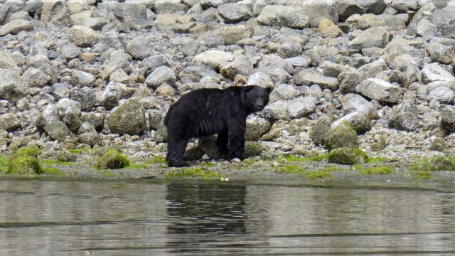 Schwarzbär an der Küste von Vancouver Island bei Bärenbeobachtungstour von Tofino
