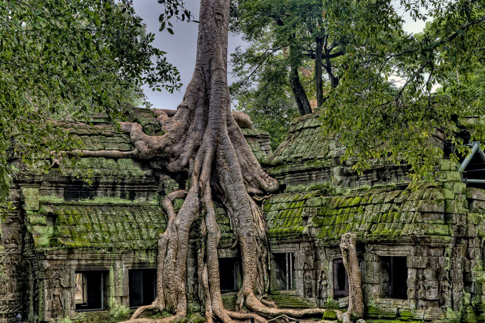Überwachsener Tempel in Angkor in der grünen Saison