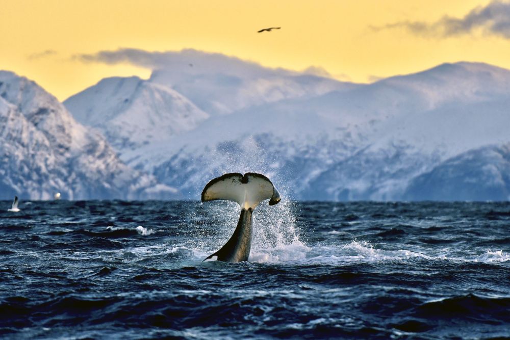 Spektakuläre Szenen bei der Walbeobachtung