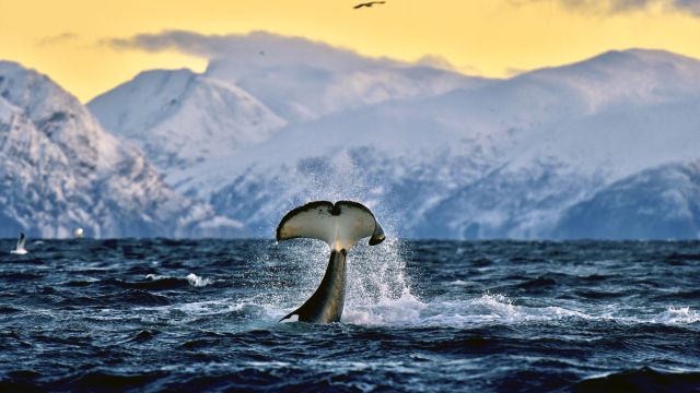 Spektakuläre Szenen bei der Walbeobachtung