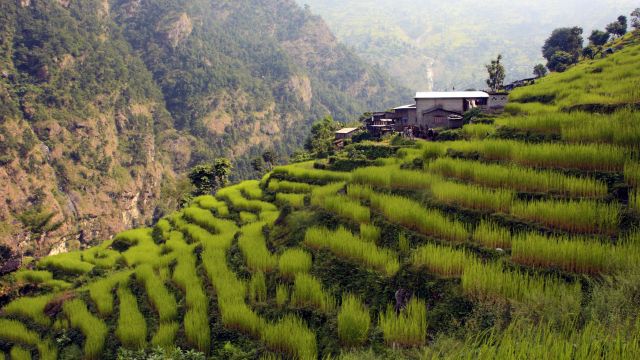 Saftig grüne Terrassenfelder in der Manaslu-Region