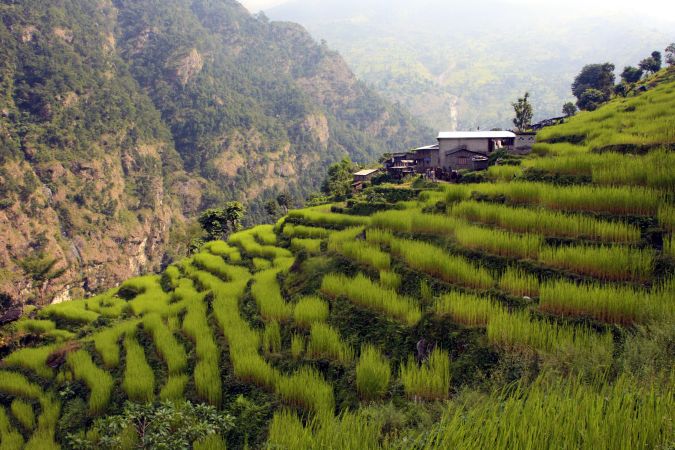 saftig grüne Terrassenfelder in Machha Khola (900 m) © Diamir