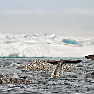 Narwale tummeln sich an der Eiskante (Floe Edge)