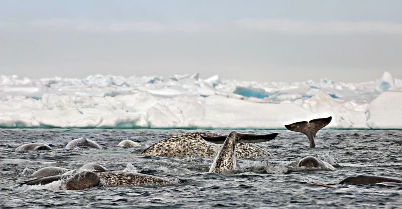Narwale tummeln sich an der Eiskante (Floe Edge) © Diamir