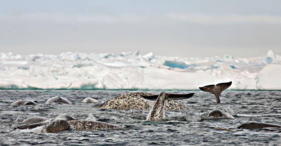 Narwale tummeln sich an der Eiskante (Floe Edge)