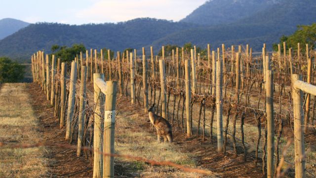 Känguru zwischen den Weinreben von Hunter Valley
