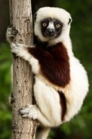 Indri-Indri auf Madagaskar