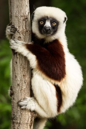 Indri-Indri auf Madagaskar © Diamir
