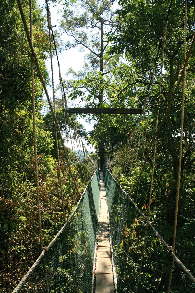 Borneo Rainforest Lodge - Baumkronenpfad (Canopy Walk)