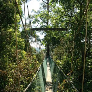 Borneo Rainforest Lodge - Baumkronenpfad (Canopy Walk)