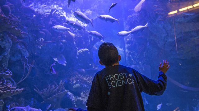 Kind vor Aquarium, Frost Museum of Science, Miami