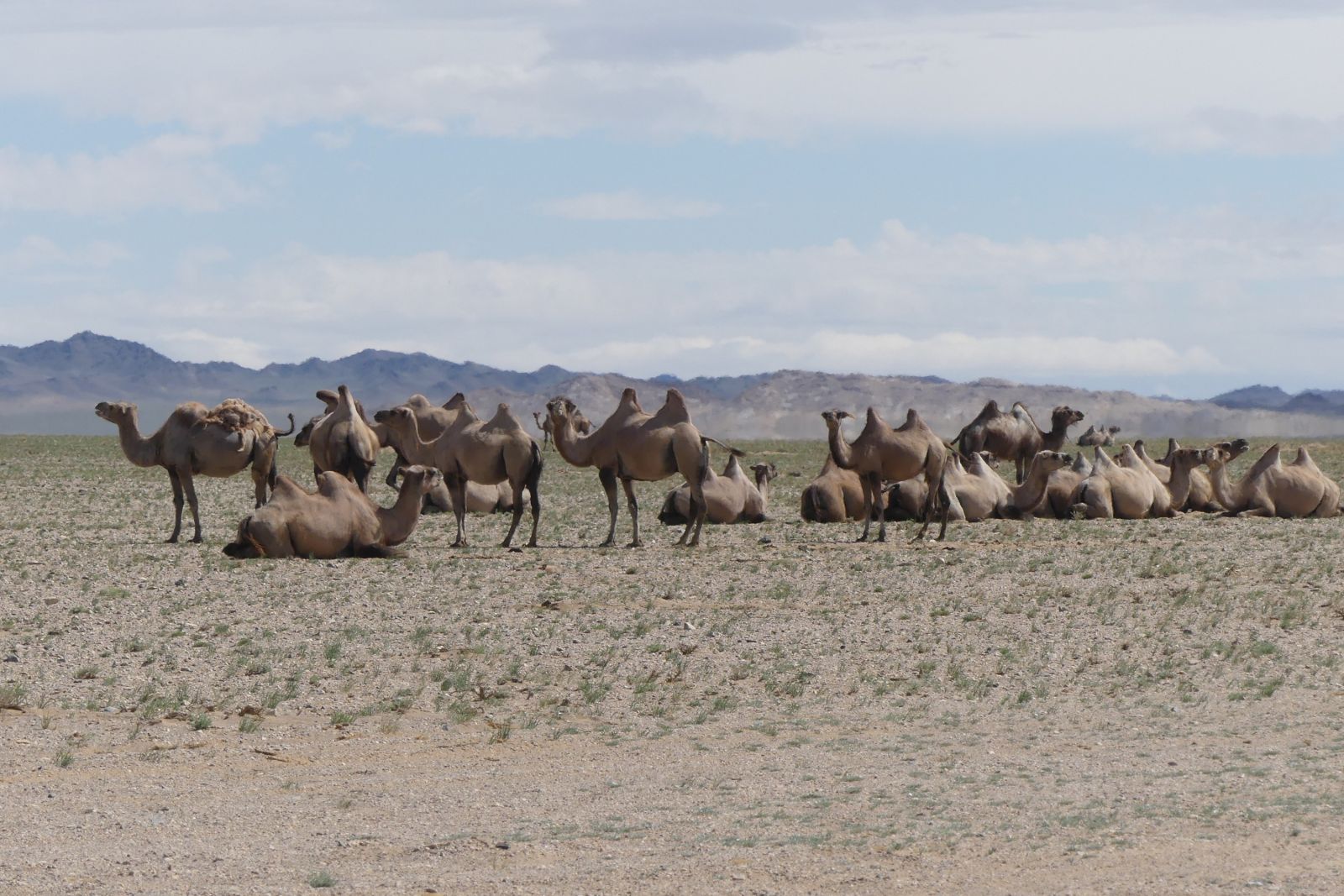Kamelherde auf dem Weg zur Bor Khyariin Sanddüne