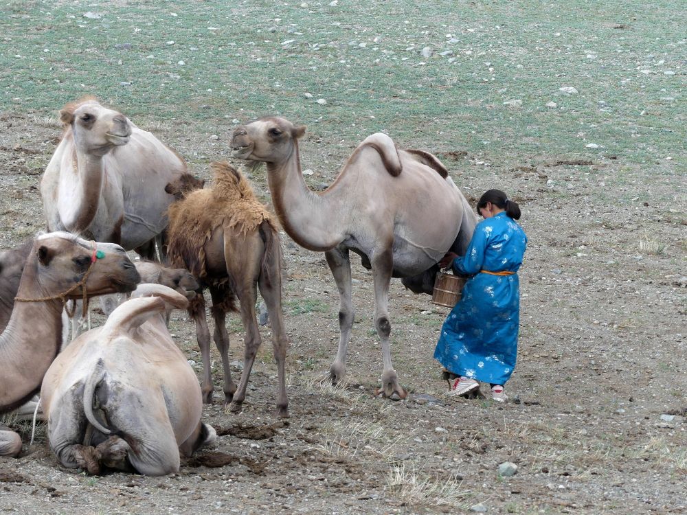 Frau im traditionalen Deel (Mantel) melkt die Kamelstuten