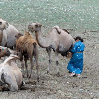 Frau im traditionalen Deel (Mantel) melkt die Kamelstuten