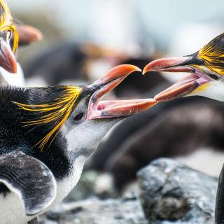 Royal Penguins, Macquarie-Island