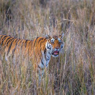 Tigersichtung am Morgen im Pench-Nationalpark