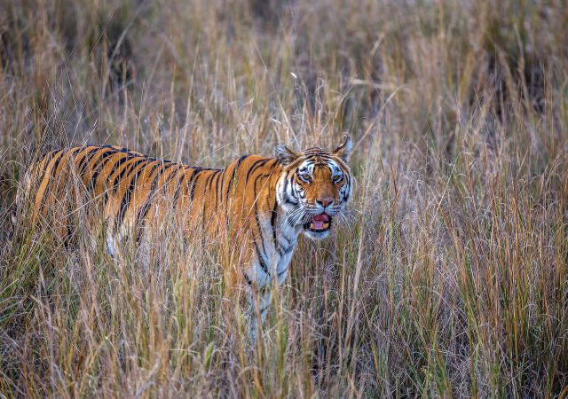 Tigersichtung am Morgen im Pench-Nationalpark