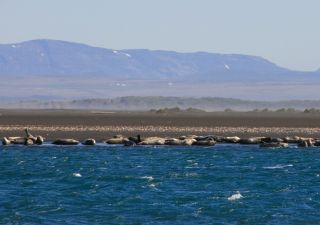 Robbenbeobachtung auf der Halbinsel Vatnsnes