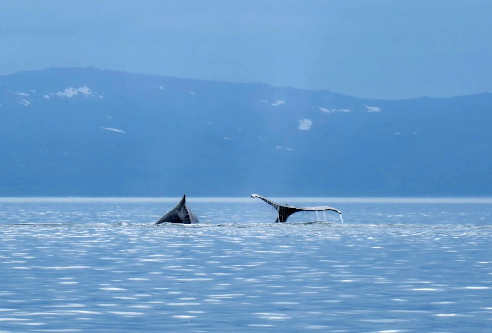 Eine Gruppe Buckelwale zieht durch die Futtergründe in Tschukotkas Fjord- und Inselwelt