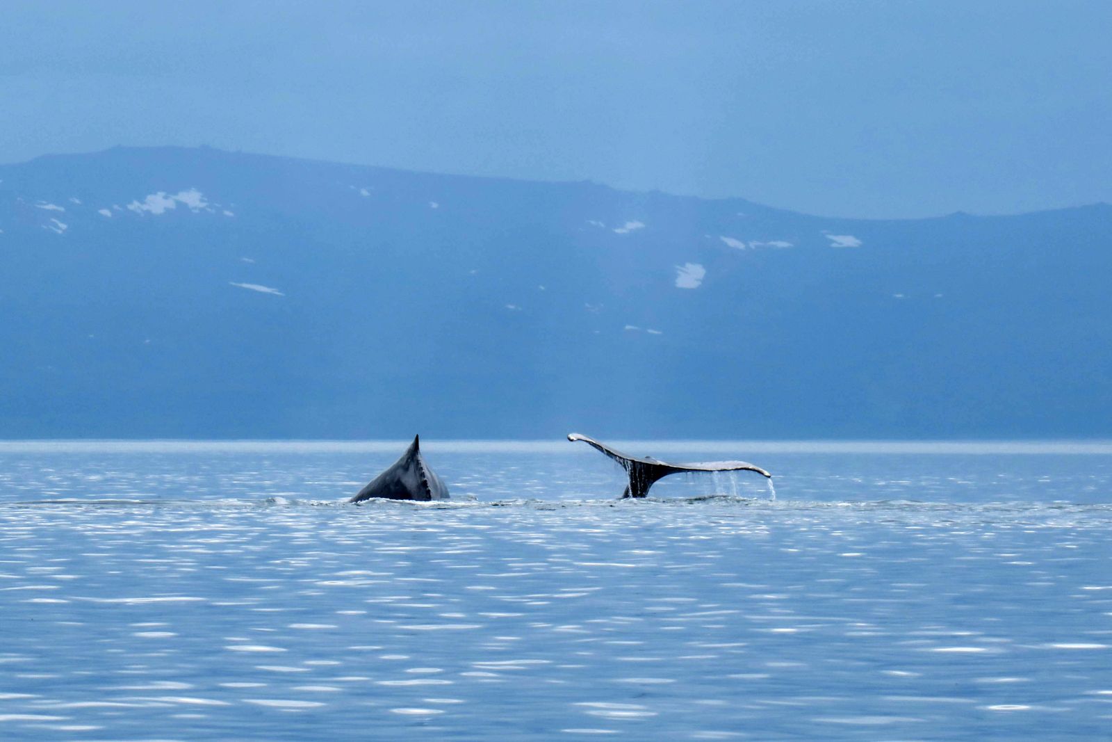 Eine Gruppe Buckelwale zieht durch die Futtergründe in Tschukotkas Fjord- und Inselwelt