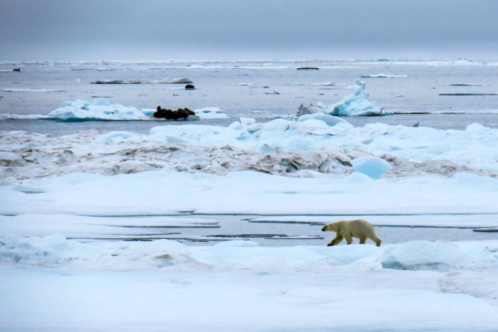 Für die Walrosse ist der Eisbär keine wirkliche Gefahr
