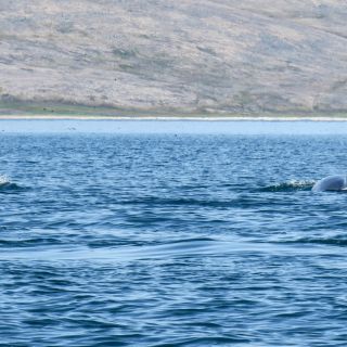 Ein stattliches Orca-Männchen mit Familie unterwegs in der  Preobrazheniya-Bucht
