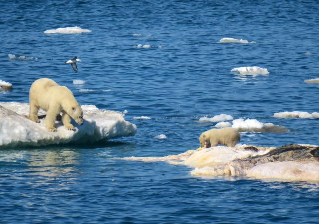 Eisbär-Familie beim Schlemmen am All-you-can-eat-Walkadaver