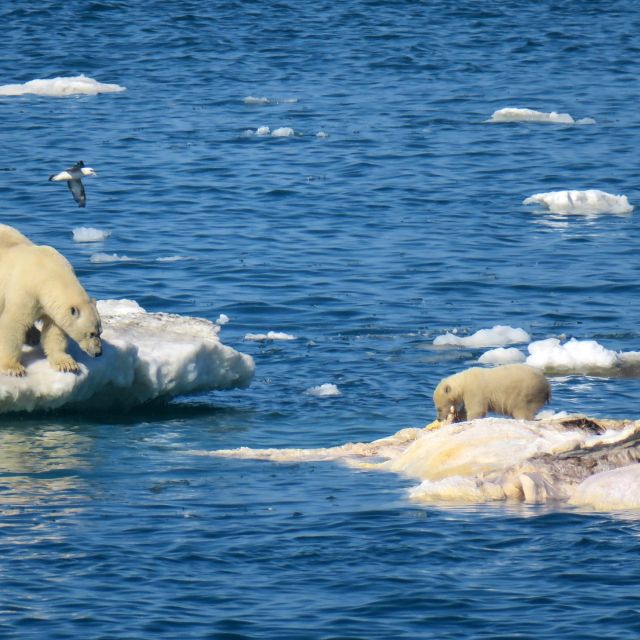 Eisbär-Familie beim Schlemmen am All-you-can-eat-Walkadaver