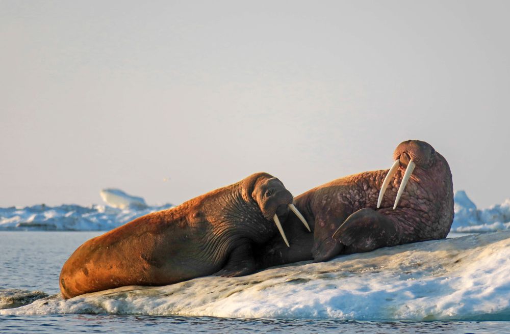 Walrosse ruhen gern auf Eisschollen, wo sie sicher vor Angriffen sind