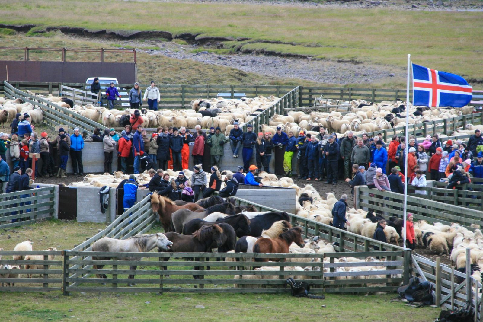 Traditioneller Schafabtrieb – Aussortieren der Schafe am Rétt (Pferch)