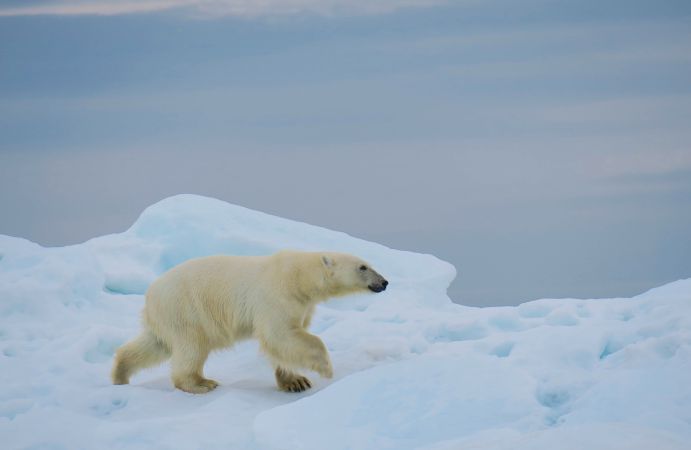Eisbär im Packeis © Diamir