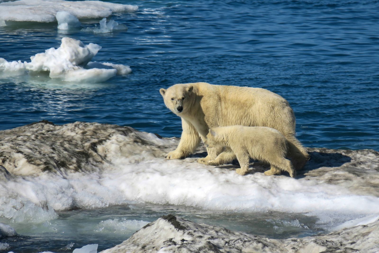 Eisbärenmütter sind ständig auf der Hut