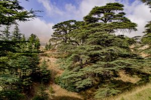 Zedernwald im Libanon