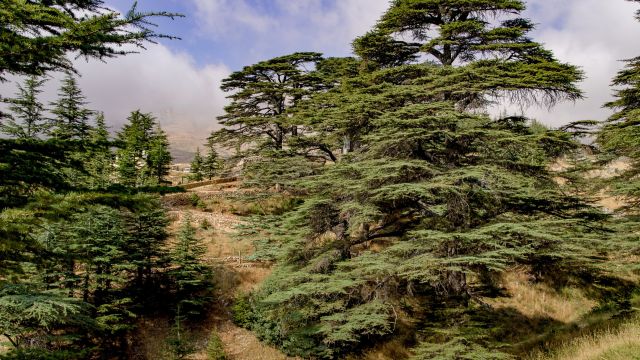 Zedernwald im Libanon