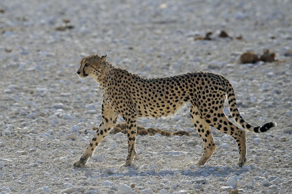Gepard im Etosha NP