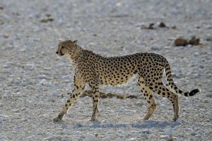 lohnt sich - Nahaufnahmen bei der Gepardenfütterung