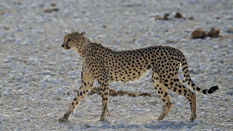 Gepard im Etosha NP