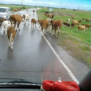 Kühe auf der Strecke