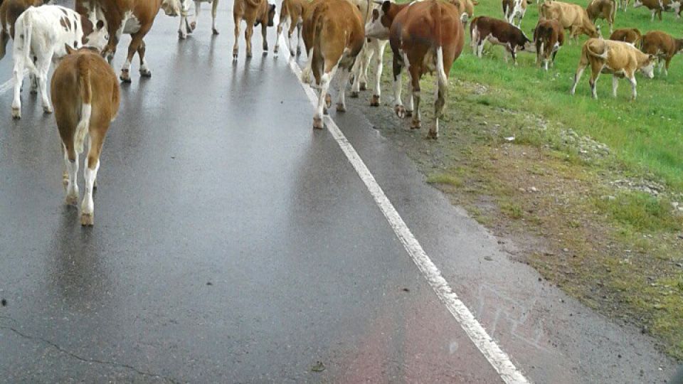 Kühe auf der Strecke