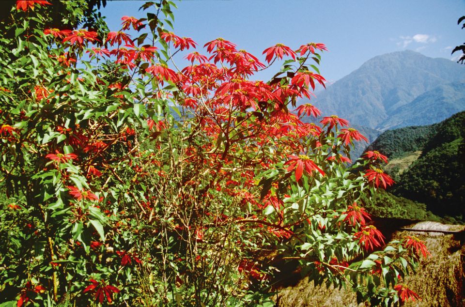 Blütenbracht der nepalesischen Weihnachtssterne
