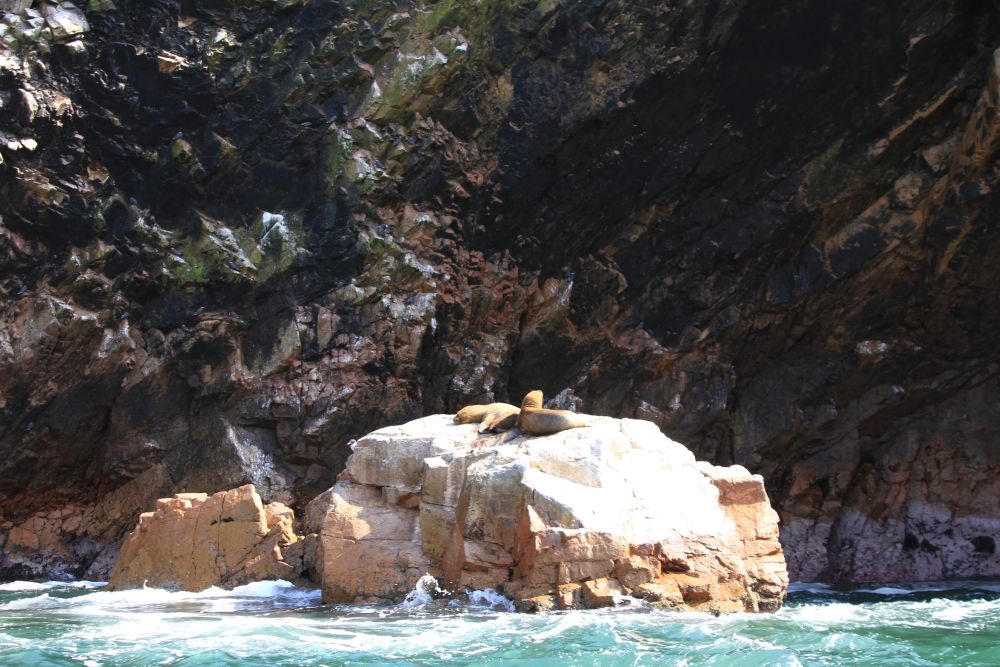 Robben suhlen sich auf den Islas Ballestas in der Sonne