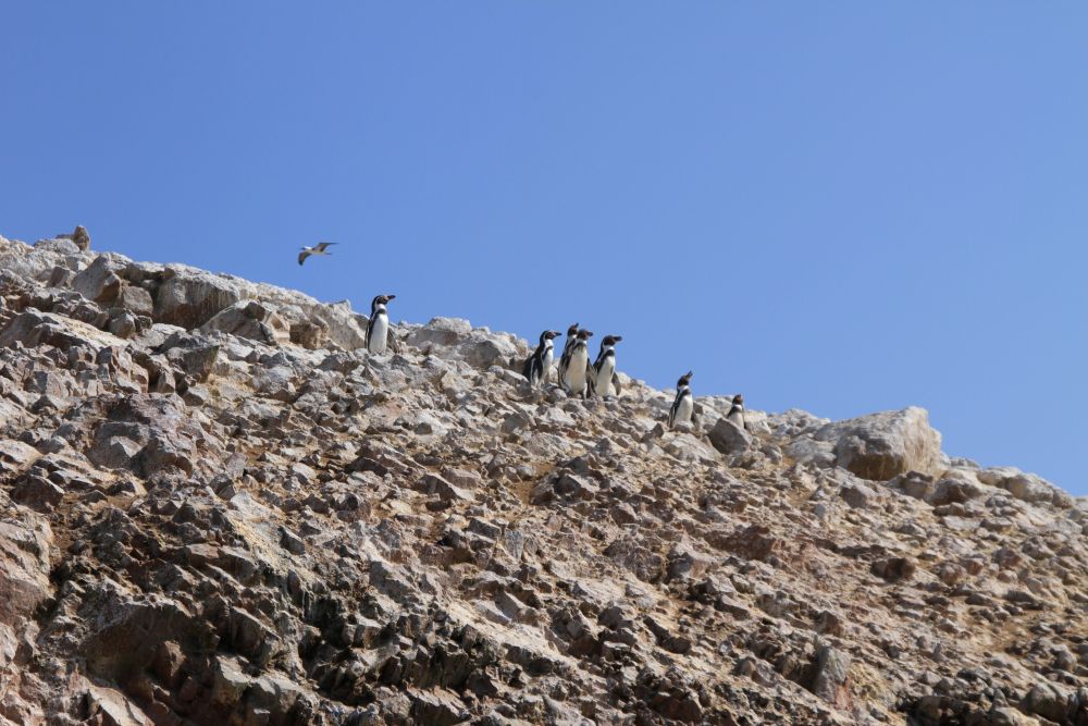 Pinguine, die auf den Islas Ballestas hoch über unseren Köpfen das Gestein entlang watscheln
