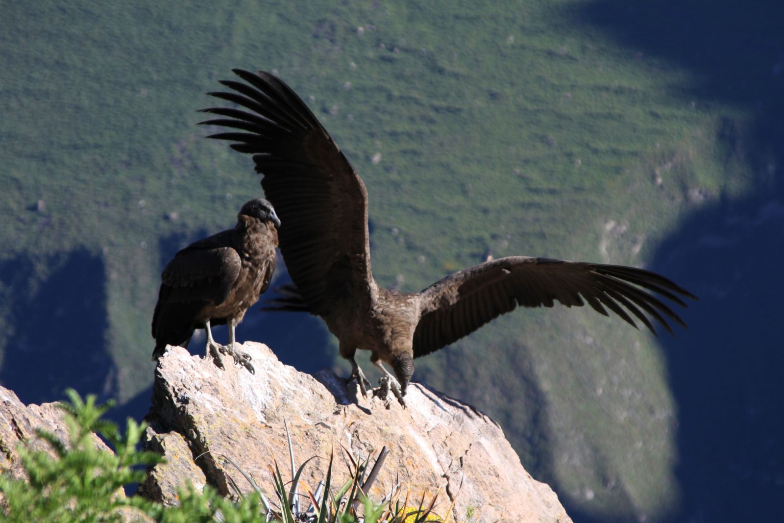 Kondore – prächtige Vögel, die prägend für die Inka waren