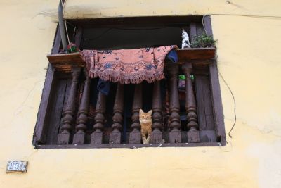 Begegnungen aller Art machen eine Reise durch Peru spannend. Hier eine Jungkatze in den Straßen von Lima