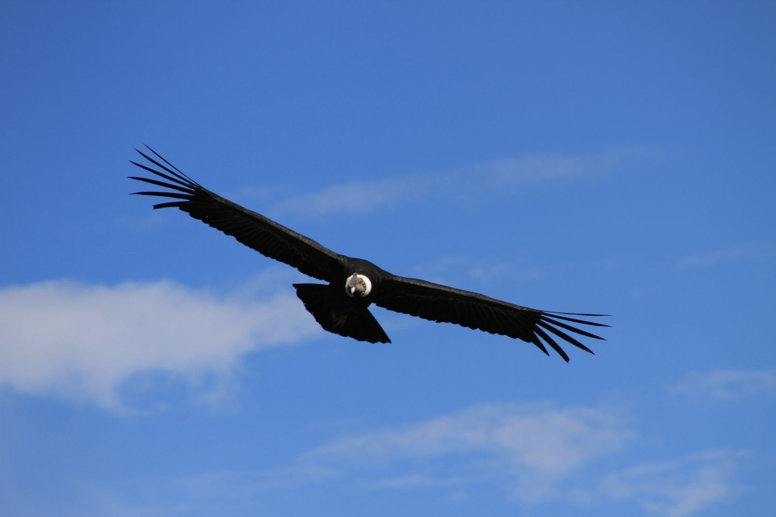 Der Herr der Lüfte – ein ausgewachsender Kondor im Cruz del Condor