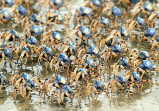 Blue Soldier Crabs auf Fraser Island
